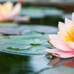 Tradiciones de Japón. Significado de las flores en Japón