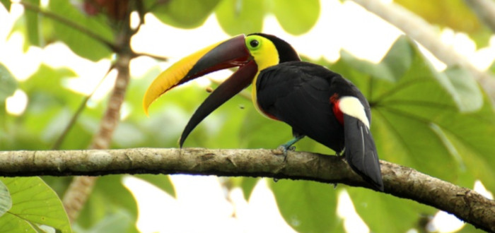 Curiosidades de Costa Rica tucán