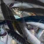 datos-curiosos-de-honduras-lluvia-de-peces