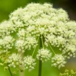 la-cicuta-planta-venenosa