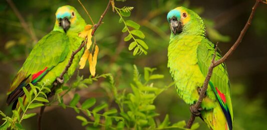 El Chocolate del Loro | ¿Qué significa esta expresión?