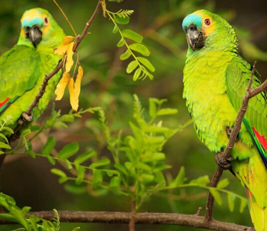 El Chocolate del Loro | ¿Qué significa esta expresión? El Chocolate del Loro | ¿Qué significa esta expresión?