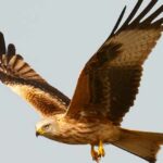 Las Aves son Dinosaurios. Te damos la respuesta. 2