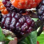 Píramo y Tisbe | Los trágicos enamorados babilonios