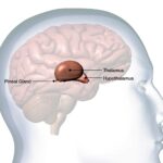 ¿Qué es la glándula pineal? Todo lo que necesitas saber