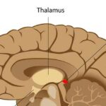 Qué es la glándula pineal. Todo lo que necesitas saber. 1