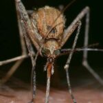 ¿Por qué pican los mosquitos? Descubre cómo evitarlo