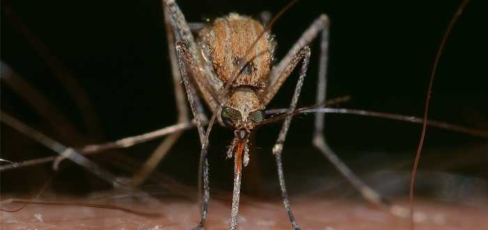 ¿Por qué pican los mosquitos? Descubre cómo evitarlo