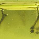 ¿Por qué pican los mosquitos? Descubre cómo evitarlo