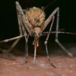 ¿Por qué pican los mosquitos? Descubre cómo evitarlo