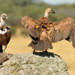 Animales Carroñeros | Cuáles son y características