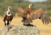 ¿Cuáles son los animales carroñeros? | Descúbrelos Animales Carroñeros | Cuáles son y características
