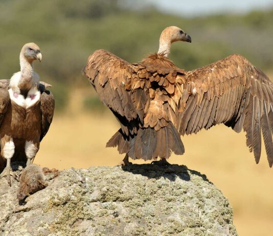 Animales Carroñeros | Cuáles son y características