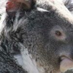 Cuál es el animal que más duerme | ¡Descúbrelo y sorpréndete!