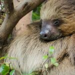 Cuál-es-el-animal-que-más-duerme-4