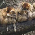 Cuál es el animal que más duerme | ¡Descúbrelo y sorpréndete!