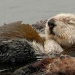 Cuál es el animal que más duerme | ¡Descúbrelo y sorpréndete!