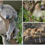 Cuál es el animal que más duerme | ¡Descúbrelo y sorpréndete!