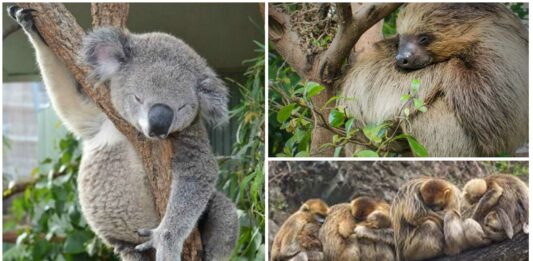 Cuál es el animal que más duerme | ¡Descúbrelo y sorpréndete!