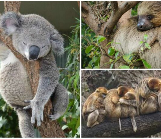 Cuál es el animal que más duerme | ¡Descúbrelo y sorpréndete! Cuál es el animal que más duerme | ¡Descúbrelo y sorpréndete!