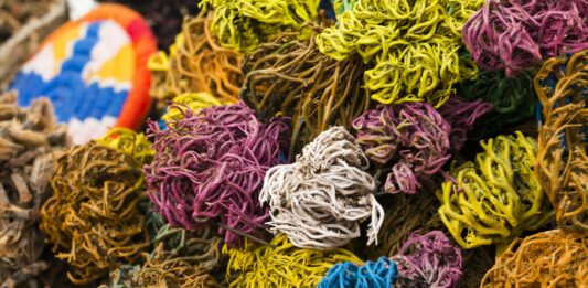 Rosa de Jericó | La leyenda de la planta con poder de Resurrección Rosa de Jericó | La leyenda de la planta con poder de Resurrección