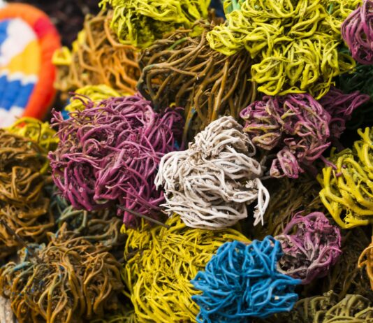 Rosa de Jericó | La leyenda de la planta con poder de Resurrección