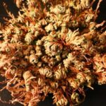 Rosa de jericó | La leyenda de la rosa de jericó