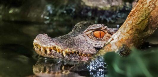 datos curiosos del cocodrilo