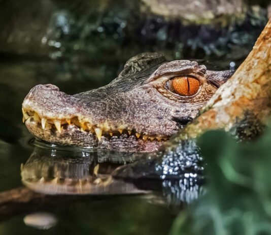 datos curiosos del cocodrilo