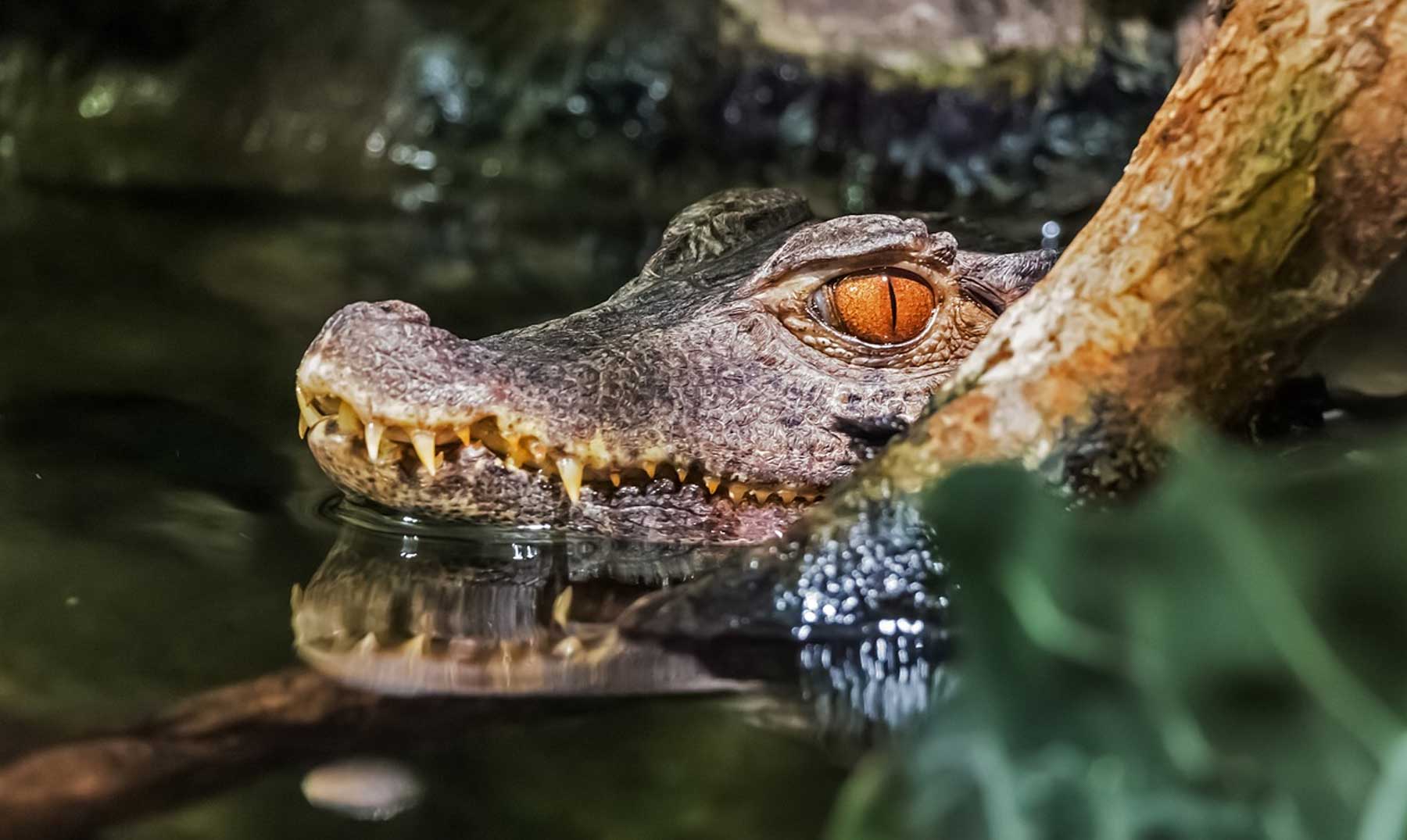 10 Datos curiosos de los Cocodrilos | ¡Un reptil extraordinario!