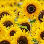El mito de Clitia | La leyenda de por qué los girasoles siguen al sol