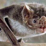 Los murciélagos | 20 curiosidades que te asombrarán