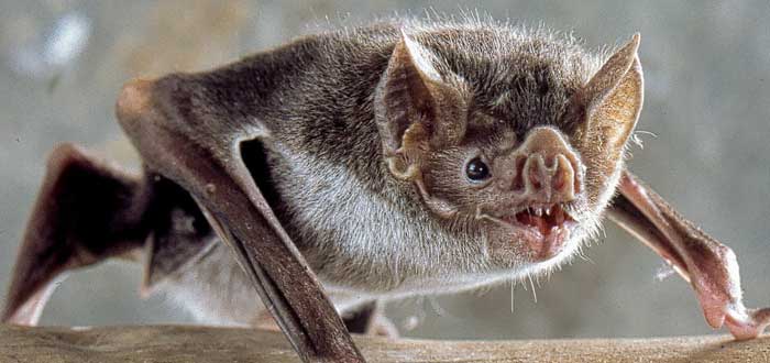 Los murciélagos | 20 curiosidades que te asombrarán