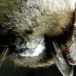 Los murciélagos | 20 curiosidades que te asombrarán