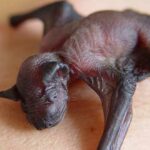 Los murciélagos | 20 curiosidades que te asombrarán