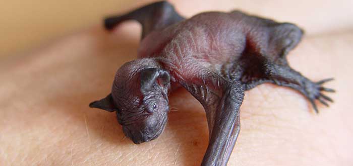 Los murciélagos | 20 curiosidades que te asombrarán
