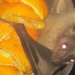 Los murciélagos | 20 curiosidades que te asombrarán