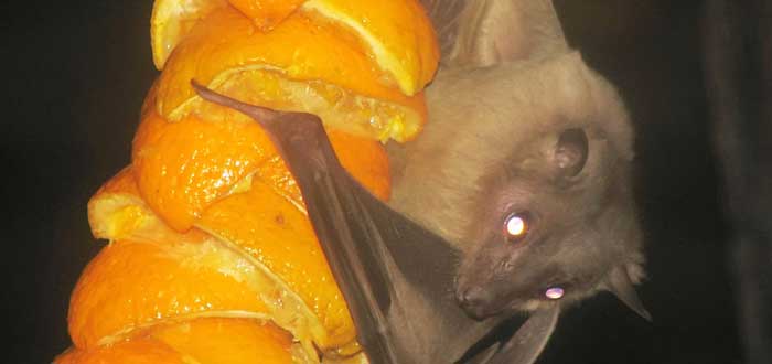¿Cuál es la dieta de los murciélagos?