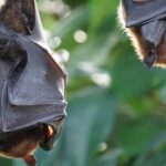 Los murciélagos | 20 curiosidades que te asombrarán