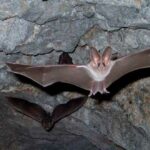 Los murciélagos | 20 curiosidades que te asombrarán