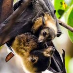 Los murciélagos | 20 curiosidades que te asombrarán