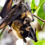 Los murciélagos | 20 curiosidades que te asombrarán