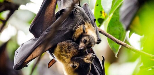 Los murciélagos | 20 curiosidades que te asombrarán