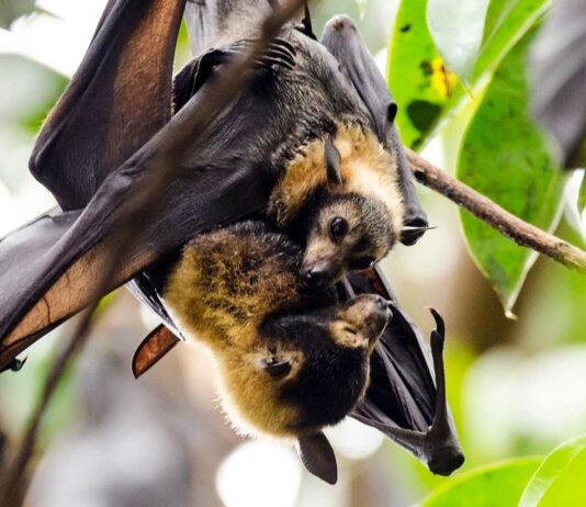 20 datos curiosos de los murciélagos | Un animal más que sorprendente Los murciélagos | 20 curiosidades que te asombrarán