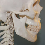 Preguntas de Cultura General esqueleto