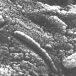 Vida en marte | ¿Puede haberla? ¿La hubo alguna vez? ¡Descúbrelo!