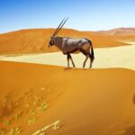 Animales del Desierto | Curiosidades de estas especies