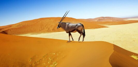 10 Animales del Desierto | Curiosidades de estas especies Animales del Desierto | Curiosidades de estas especies