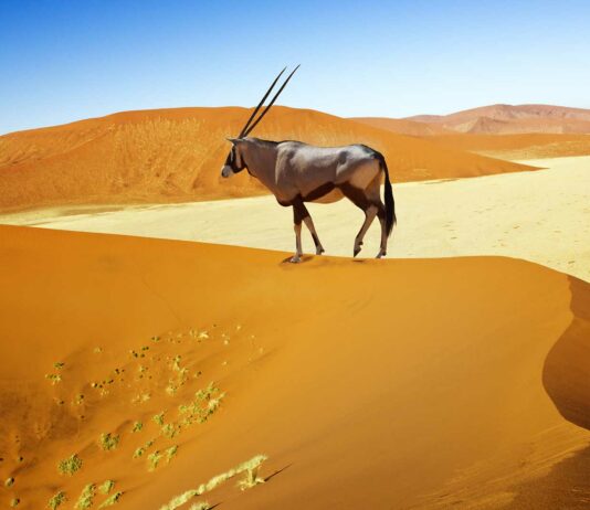 Animales del Desierto | Curiosidades de estas especies