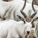 Animales del desierto | Adax